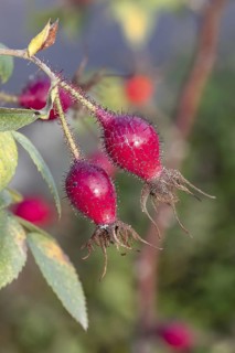 Apple rose (Rosa 'Duplex'), Federal Horticultural Show 2019, Germany