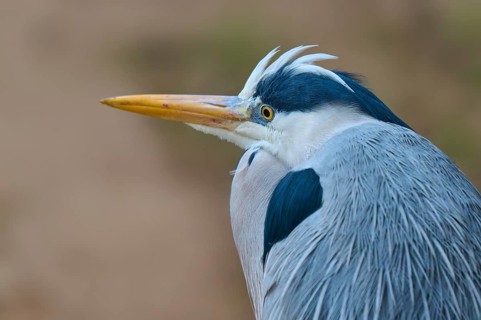 Close-up of a heron with grey feathers and distinctive beak in a natural environment, Grey Heron