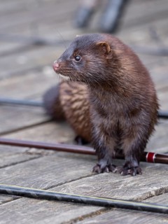 A curious mink