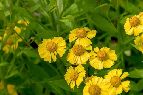 Sunflower (Helenium 'Kanaria'),  Germany