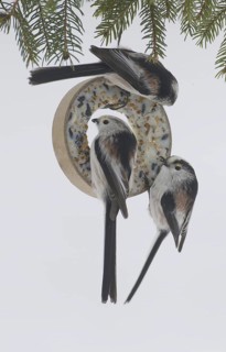 Long-tailed Tit (Aegithalos caudatus), Saxony, Germany