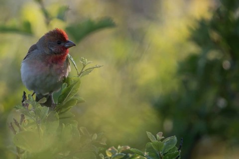 Common Rosefinch (Carpodacus erythrinus) male, Mecklenburg-Western Pomerania, Germany