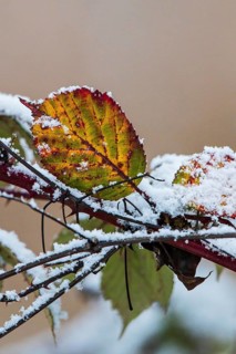 Schneebedeckte Blätter der Hunds-Rose (Rosa canina) in bunten Farben im Winter, Baden-Württemberg,