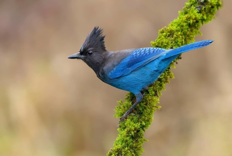 Steller's Jay (Cyanocitta stelleri), British Columbia, Canada