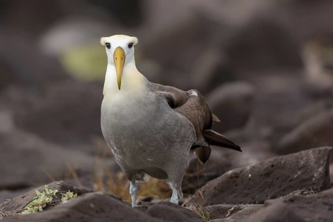 Waved Albatross (Phoebastria irrorata), Galapagos, Ecuador
