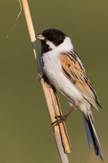 Reed Bunting - Rohrammer - Emberiza schoeniclus ssp. pyrrhuloides, Kazakhstan, adult male