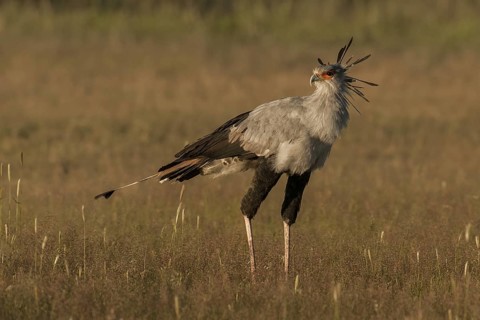 Secretarybird (Sagittarius serpentarius), Northern Cape, South Africa