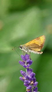 Large skipper (Ochlodes venatus), collecting nectar from a flower of Common lavender (Lavandula