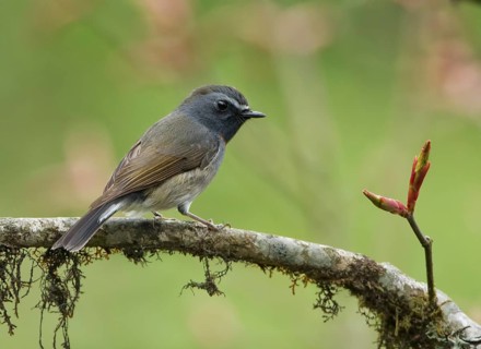 Rufous-gorgeted Flycatcher (Ficedula strophiata) male, Darjeeling, India