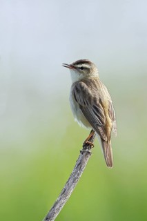 Reed Warbler (Acrocephalus schoenobaenus) singing in a shrub, Wildlife, Lembruch, Ochsen Moor,