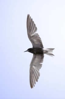 Black Tern (Chlidonias niger) flying, Texas, USA