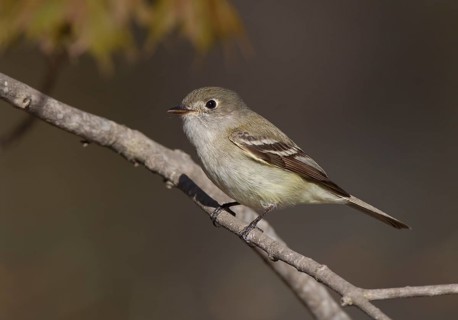Least Flycatcher (Empidonax minimus), Michigan, USA