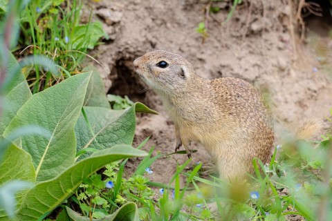 A fully grown ground squirrel (Spermophilus citellus) stands in front of its burrow on a hillside