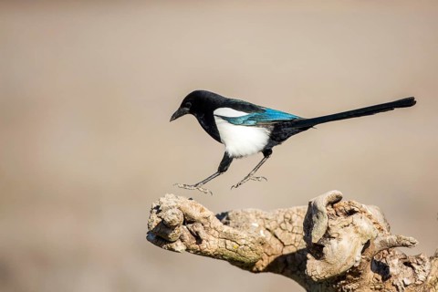 Eurasian magpie (Pica pica), Castile-La Mancha, Spain