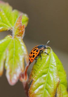 Chrysomela vigintipunctata (Chrysomela vigintipunctata) sitting on a leaf, North Rhine-Westphalia,