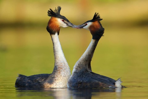 Great Crested Grebe (Podiceps cristatus) pair displaying, North Rhine-Westphalia, Germany