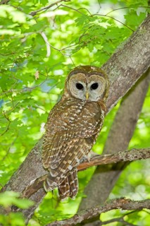 Spotted Owl Strix occidentalis Huachuca Mountains, Cochise County, Arizona, United States 17 May