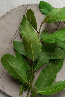 Fresh, bay leaf branch, on a gray background, top view, no people