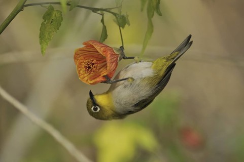 Oriental White-eye (Zosterops palpebrosus), Kerala, India