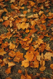 A carpet of vibrant yellow maple leaves blanketing the earth, showcased in a warm, autumnal