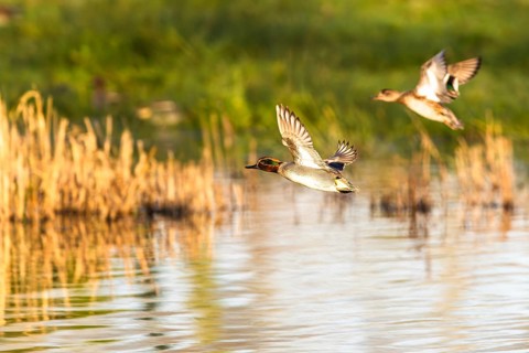 Eurasian Teal, Anas crecca, birds in flight over marshes