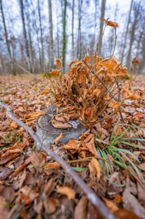 A tree stump with dry leaves in an autumn forest, forest pasture compensation project of the