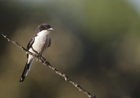 Southern Fiscal (Lanius collaris), Natal, South Africa