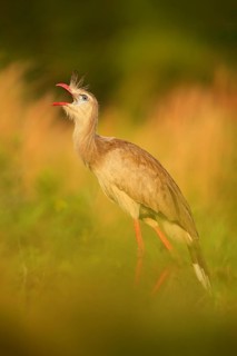 Red-legged Seriema, Cariama cristata, Pantanal, Brazil. Typical bird from Brazil nature. Bird in