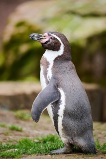 African penguin (Spheniscus demersus) standing on the ground, captive, Germany