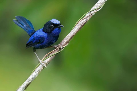 Emperor Fairywren (Malurus cyanocephalus) perched on a branch in Papua New Guinea