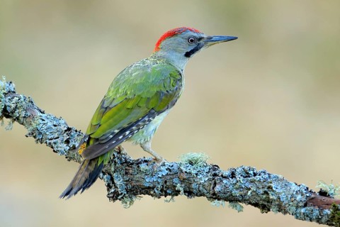 European Green Woodpecker (Picus viridis) female perched on a branch, Andalusia, Spain