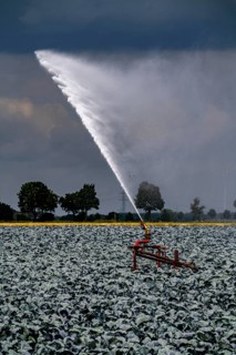 Agriculture, artificial irrigation of a field, irrigation system, cabbage cultivation, red cabbage,