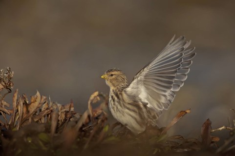 Twite (Linaria flavirostris), Schleswig-Holstein, Germany
