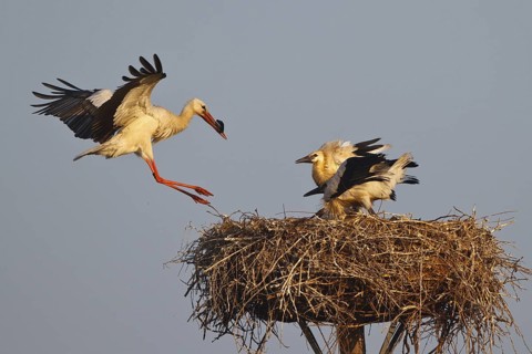 White Stork (Ciconia ciconia) juvenile, North Rhine-Westphalia, Germany
