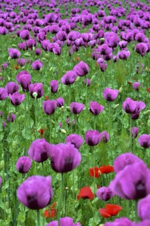 Field with poppies, red poppy (Papaver somniferum) and pink poppy, Bavaria, Germany