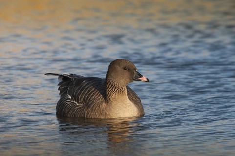 Pink-footed Goose (Anser brachyrhynchus), Schleswig-Holstein, Germany