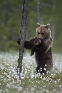 Eurasian Brown Bear (Ursus arctos) standing at tree trunk in white cottongrass and licking its fur,