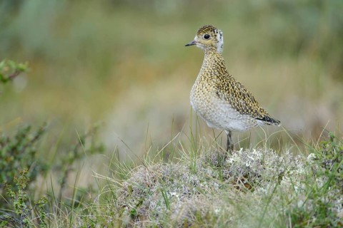 European Golden Plover (Pluvialis apricaria) juvenile, Dovrefjell, Norway