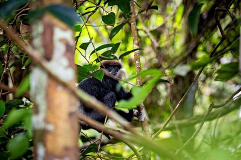 A monkey sits on a branch in a dense, green forest, purple langur (Semnopithecus vetulus) in the