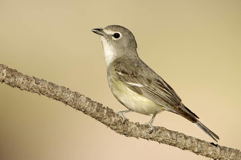 Plumbeous Vireo (Vireo plumbeus), Arizona, USA