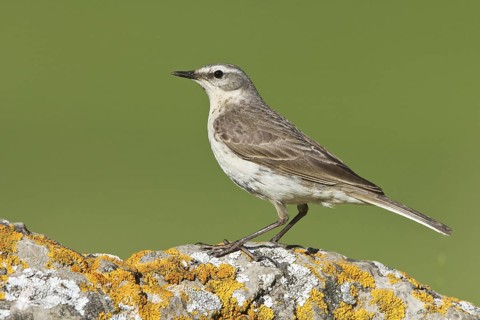 Water Pipit (Anthus spinoletta), Liechtenstein