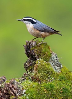 Red-breasted Nuthatch (Sitta canadensis) perched on a mossy stump, British Columbia, Canada