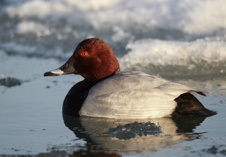 Common Pochard (Aythya ferina) male, Mecklenburg-Western Pomerania, Germany