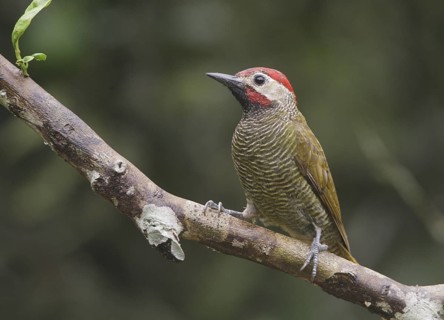 Golden-olive Woodpecker (Colaptes rubiginosus) male, Pichincha, Ecuador