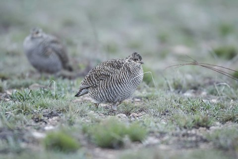 Lesser Prairie Chicken (Tympanuchus pallidicinctus) female, New Mexico, USA