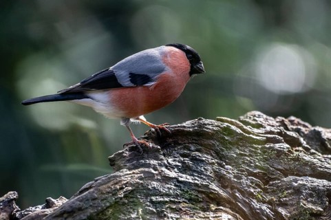 Bullfinch (Pyrrhula pyrrhula), Emsland, Lower Saxony, Germany