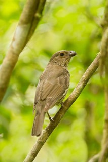 Tooth-billed Bowerbird (Scenopoeetes dentirostris), Queensland, Australia