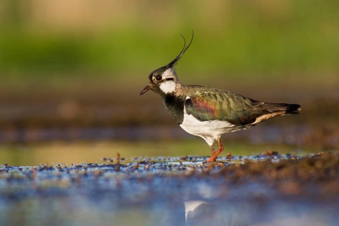 Northern Lapwing (Vanellus vanellus), Poland
