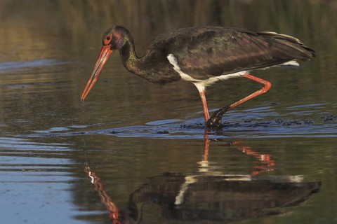 Black Stork (Ciconia nigra) foraging, Castile-La Mancha, Spain