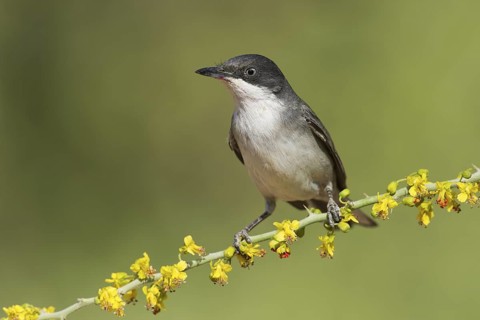 Eastern Orphean Warbler (Sylvia crassirostris) male, Eilat, Israel
